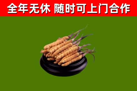 江海回收冬虫夏草